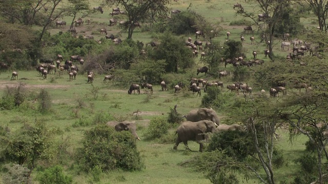 动物行走在非洲平原/坦桑尼亚视频下载