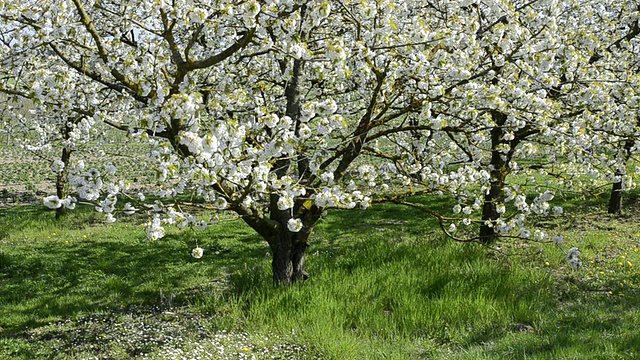 盛开在德国巴伐利亚州兰茨胡特花园的MS樱花树视频素材