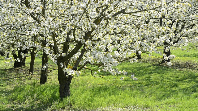 盛开在德国巴伐利亚州兰茨胡特花园的MS樱花树视频素材