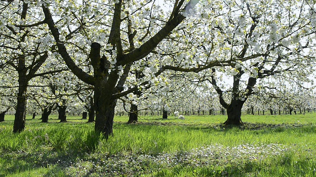 在德国巴伐利亚州兰茨胡特开花的樱花树视频素材