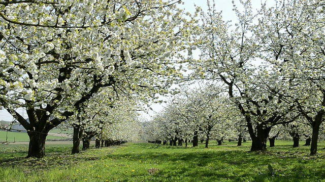 在德国巴伐利亚州兰茨胡特开花的樱花树视频素材