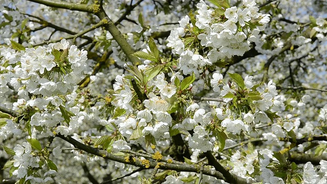 德国巴伐利亚州兰茨胡特开花的MS樱花树视频素材