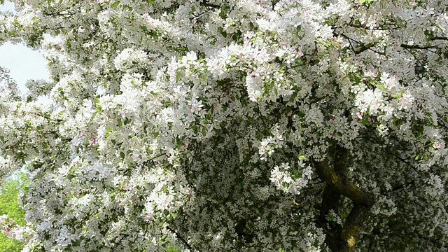樱花树的MS视图/兰茨胡特，巴伐利亚，德国视频素材