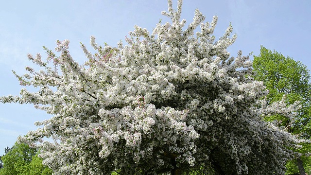 樱花树的MS视图/兰茨胡特，巴伐利亚，德国视频素材