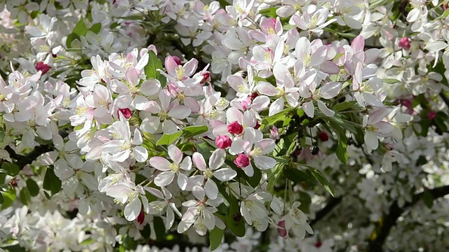 盛开的樱花树/ Landshut，德国巴伐利亚州视频素材