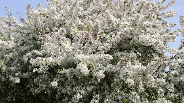 盛开的樱花树/德国巴伐利亚州Landshut视频素材