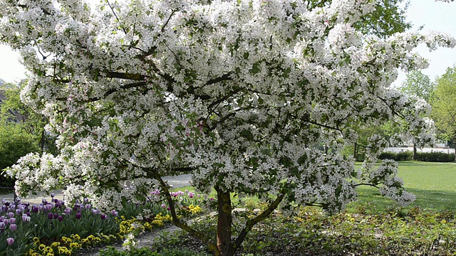 德国巴伐利亚州兰茨胡特，花园里樱花盛开的MS视图视频素材