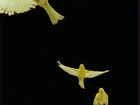 高速-单片机飞行中的黄色金丝雀，对相机，黑色背景视频下载