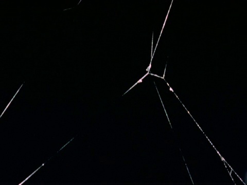 MS T/L花园蜘蛛(Araneus diadematus)织圆网视频素材