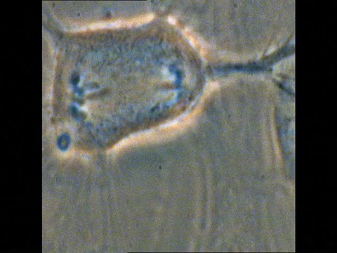 Potoroo (Potorous)细胞T/L有丝分裂视频素材
