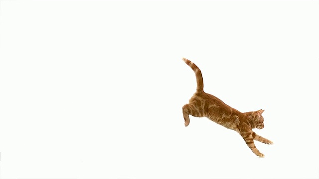 MS SLO MO红虎斑家猫跳跃/ Vieux Pont，诺曼底，法国视频下载