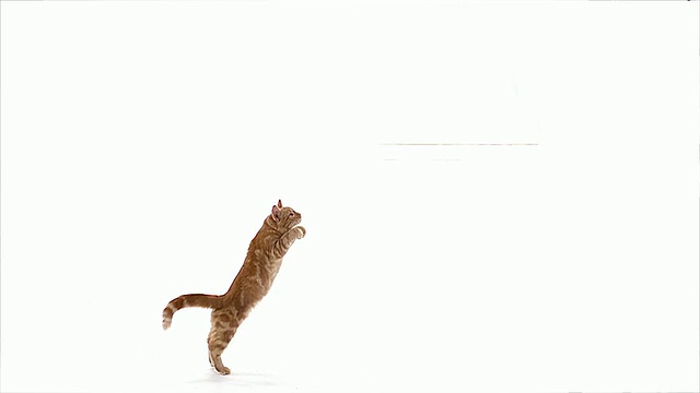 MS SLO MO红虎斑家猫跳跃/ Vieux Pont，诺曼底，法国视频素材