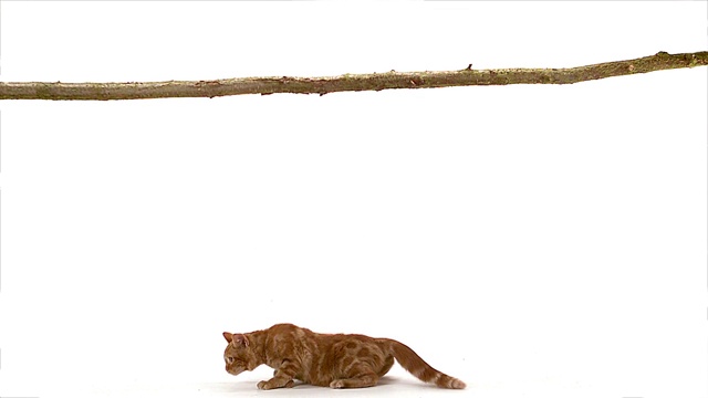 MS SLO MO红色虎斑家猫从法国诺曼底的维乌斯桥的树枝上坠落视频素材