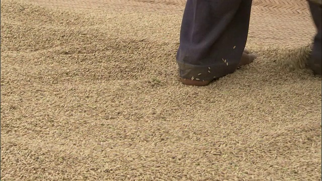 中等近距离-工人将米均匀地分布在有脚/孟加拉国的草皮上视频素材
