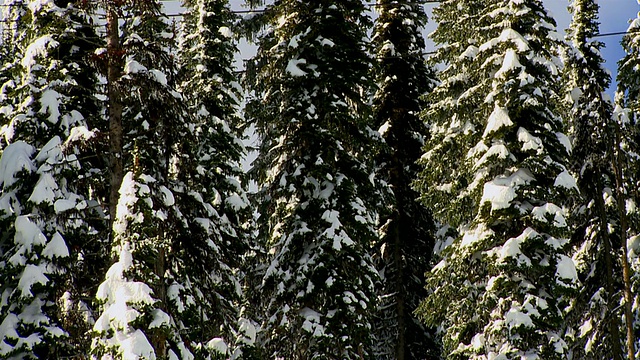 缆车经过树/大白，不列颠哥伦比亚省，加拿大视频下载