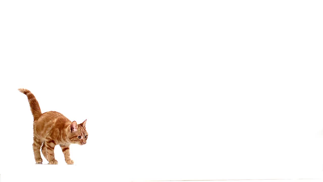 MS SLO MO家猫喵叫和跳跃的白色背景/ Vieux Pont，诺曼底，法国视频素材