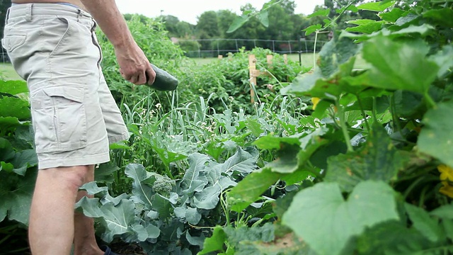 MS Man捡起蔬菜和叶子框架在花园/多伦多，加拿大安大略省视频下载