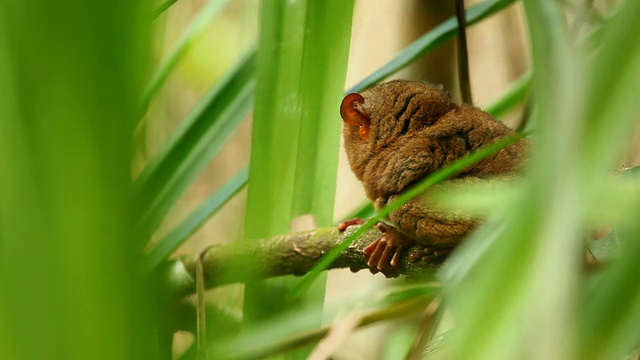 “一只蹲在树枝上的菲律宾眼镜猴转头睁大了眼睛，穿过树叶，菲律宾保和岛。”视频素材