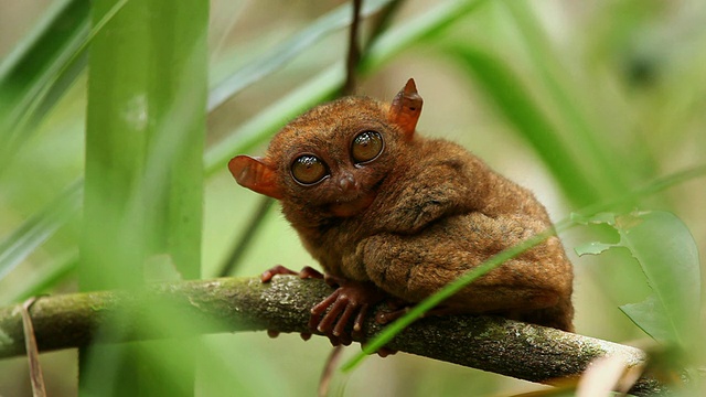 “一只菲律宾眼镜猴蹲伏在树枝上，眼睛迅速睁大，透过树叶看到的LS。菲律宾保和岛。”视频素材
