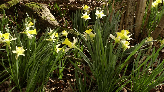 T/L水仙花(Narcissus sp.)起源于英国视频素材