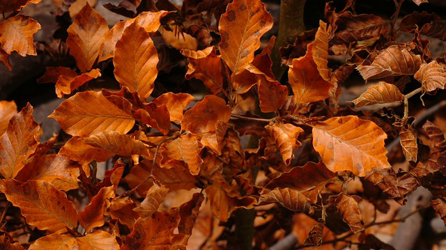 山毛榉(山毛榉)的叶子从绿色到黄色到橙色然后枯萎，英国，秋天视频素材