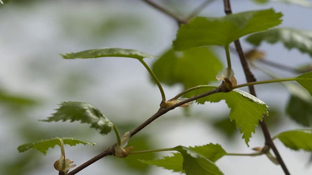 T/L桦树(Betula sp.)叶芽萌发，英国视频素材