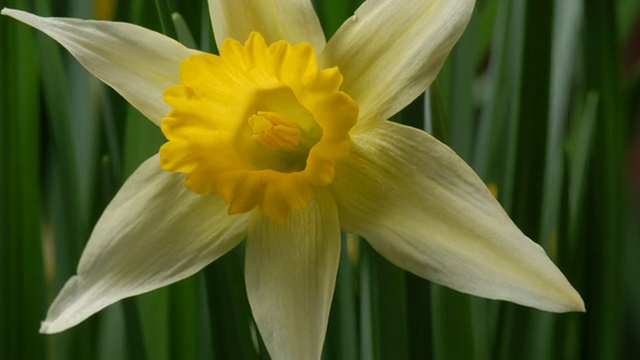 T/L水仙花(Narcissus sp.)开放，取1、英国视频下载