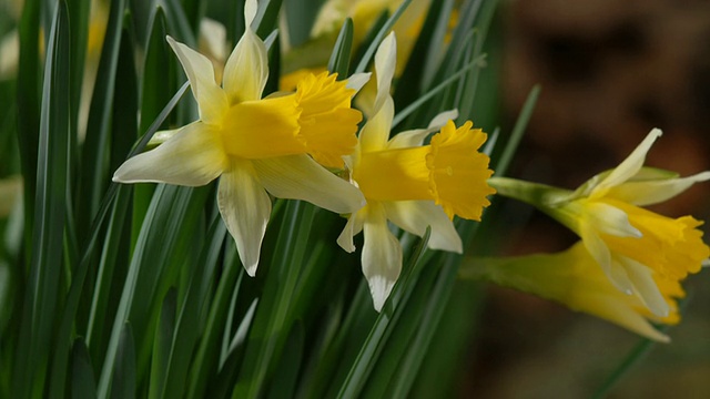 T/L水仙花(Narcissus sp.)开放，中景拍摄2，英国视频下载