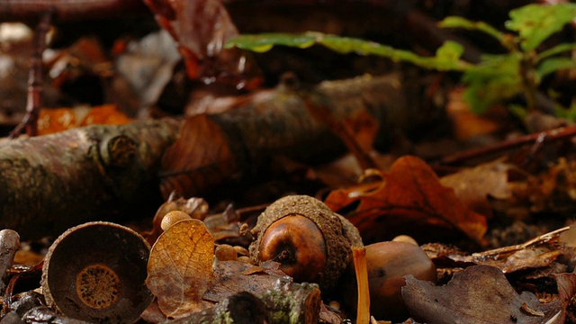 生长于英国的T/L褐色块状蘑菇视频素材