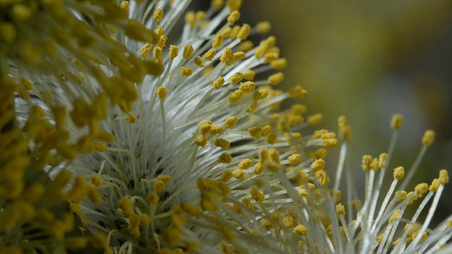 T/L树花，柳(Salix sp.)柳絮开花，英国，CU视频下载