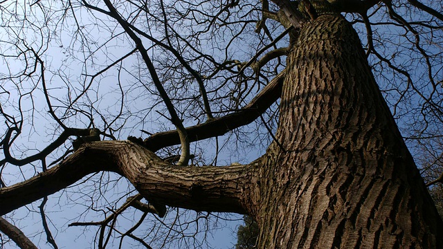 T/L阴影甜栗树(板栗)对天空，英国林地视频下载