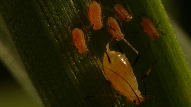 T/L BCU蚜虫(超科蚜虫科)在英国小麦(Triticum sp.)上产卵视频下载
