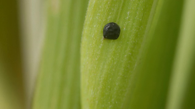 T/L毛毛粪菌孢子囊在英国草叶上干燥视频下载