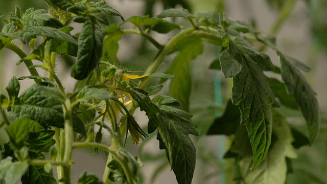 T/L番茄(茄)植物开花，英国视频素材