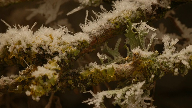 T/L生长在树地衣上的霜取1，英国视频素材