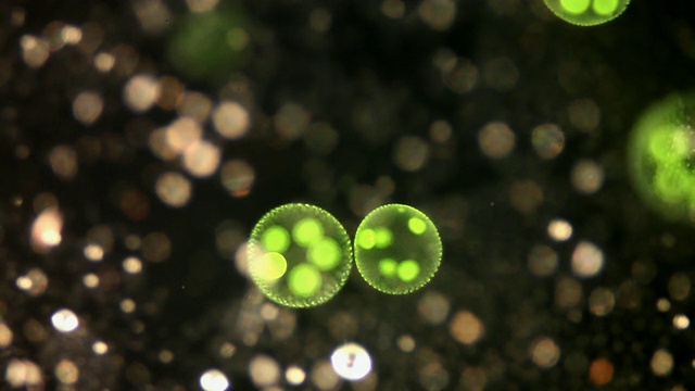 团藻藻类视频下载
