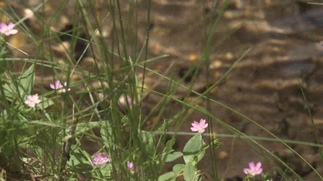 一条潺潺的小溪的特写，前景是春天的花朵视频素材