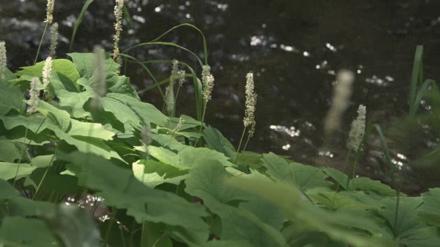 小溪边盛开的香草叶植物，特写视频素材