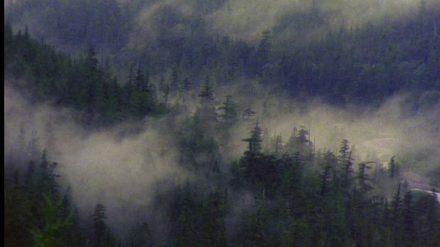 云(雾?)在山谷/雷尼尔山国家公园的松树上移动视频素材