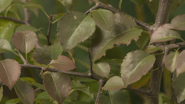 T/L野生梨(Pyrus sp.)叶色变化，英国视频素材