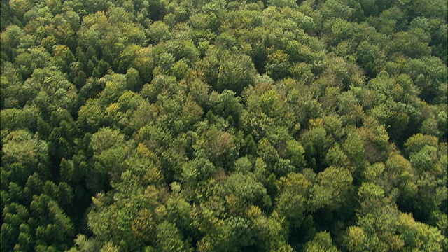 空中俯瞰广袤的森林/勃艮第，法国视频下载