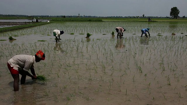 农民在稻田里工作视频下载