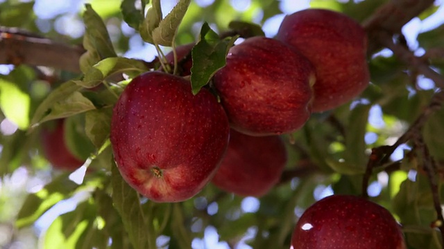 树上红苹果的特写视频素材