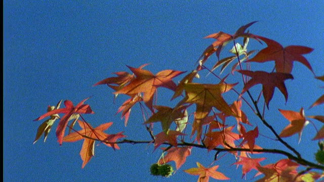 秋天的树叶在树上的特写视频素材