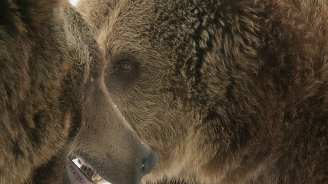 两只灰熊在雪中玩耍/美国蒙大拿利文斯通视频下载