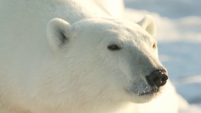 加拿大马尼托巴省丘吉尔市的北极熊视频下载
