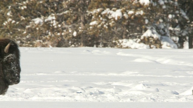 MS TS野牛在雪地里奔跑/黄石国家公园，怀俄明州，美国视频素材