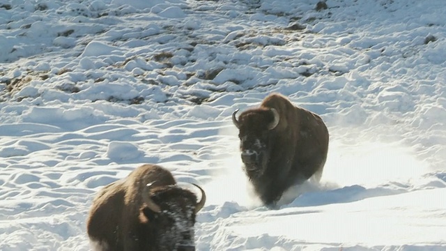 msts ZI野牛在雪中奔跑和行走/黄石国家公园，怀俄明州，美国视频素材