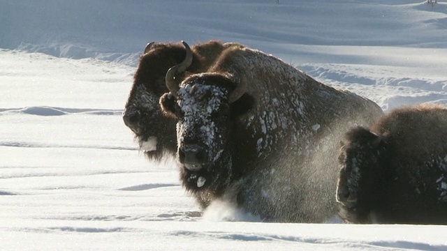 美国怀俄明州，黄石国家公园，在深雪中奔跑的野牛视频素材