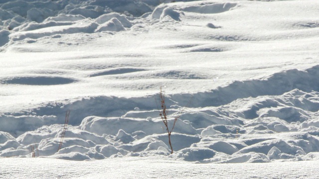 msts野牛在雪中奔跑和行走/黄石国家公园，怀俄明州，美国视频素材